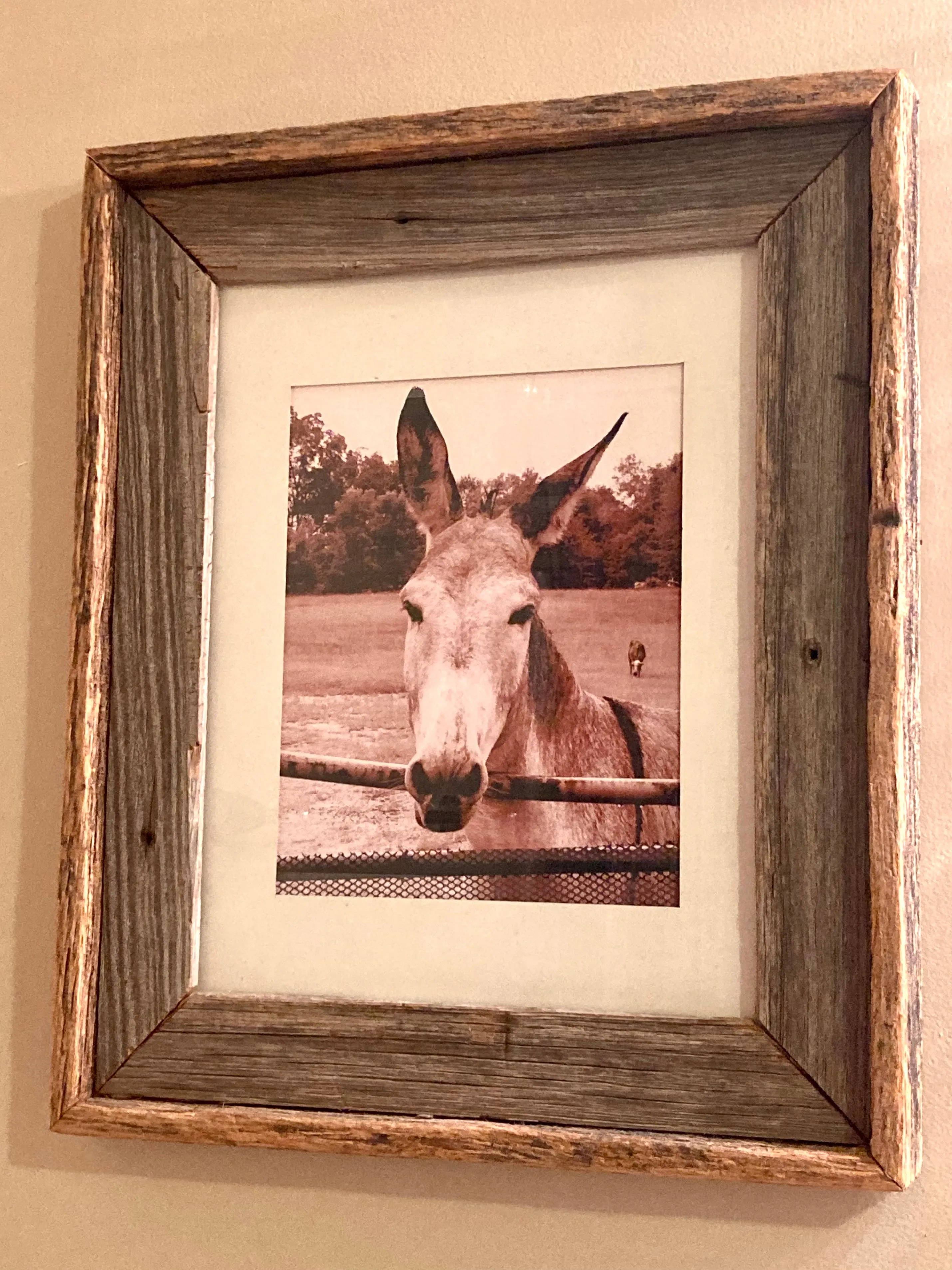MULE PRINT 8x10 | Black & White
