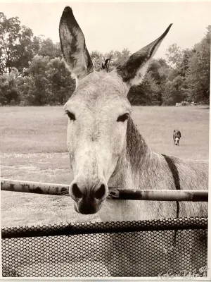 MULE PRINT 8x10 | Black & White