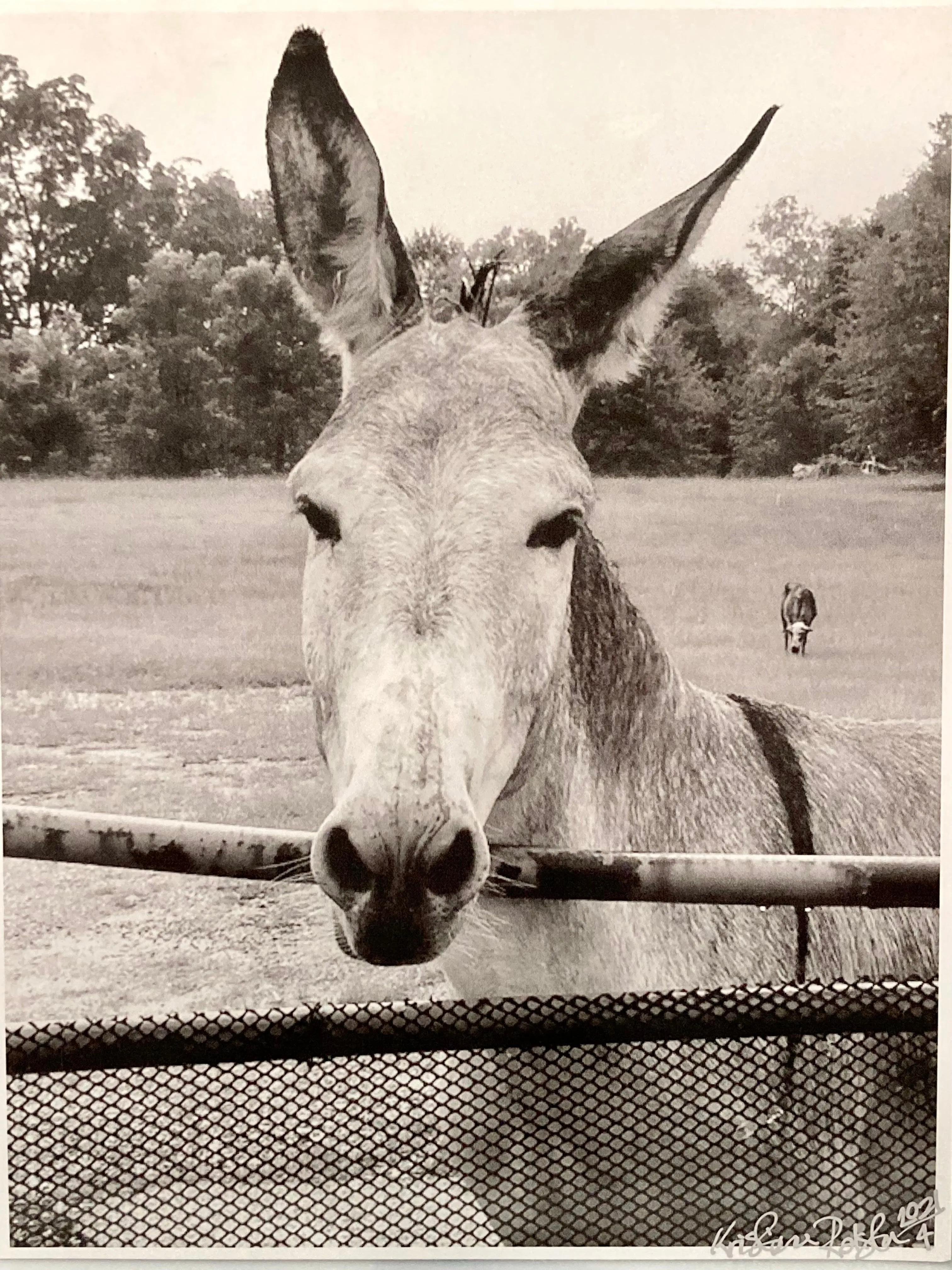 MULE PRINT 8x10 | Black & White